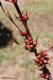   Vegetative bulblets:nbsp;  Watsonia meriananbsp; var.nbsp; bulbilifera;  Photo by South Australian Seed Conservation Centre, used with permissionnbsp;
